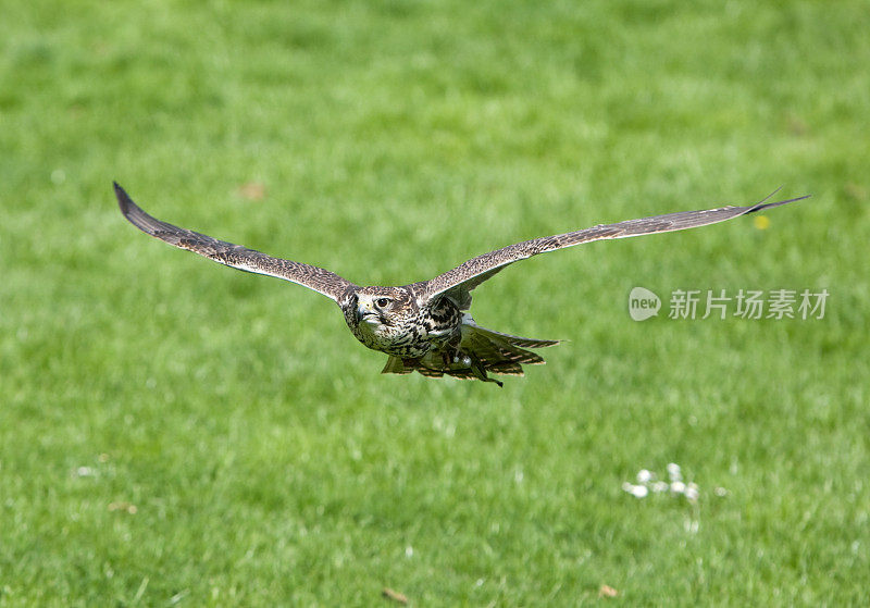 Saker猎鹰(Falco cherrug)